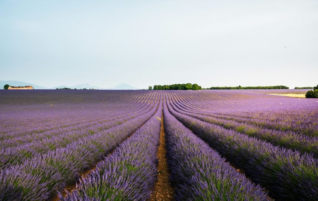 Provence Lavender Season