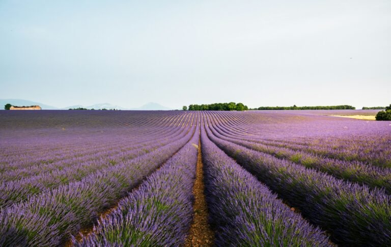 Provence Lavender Season