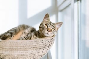 cat