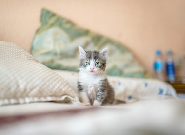 cute cat