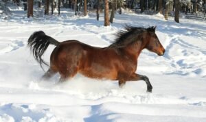 horse